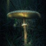 product photography mushroom vogue